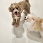 멍그니엘 애견호텔 서울강동점