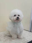 몽실몽실살롱