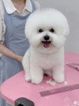 벨몽드펫