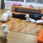 강아지의날 애견호텔 유치원 놀이방