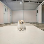 멍그니엘 애견호텔 서울강동점