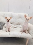이뿌개