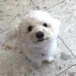 켈리독 강남 애견호텔 애견유치원