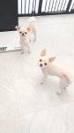 이뿌개