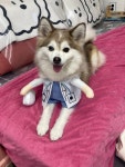 강아지의날 애견호텔 유치원 놀이방