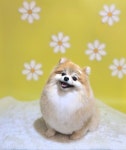 지안 펫 살롱