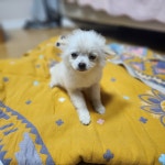 강아지의날 애견호텔 유치원 놀이방