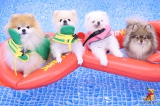 퍼피스프링 강서점
