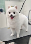 루체펫