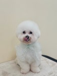 몽실몽실살롱