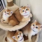 달콤하니냥
