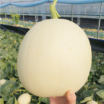 수신메론 시후네농장