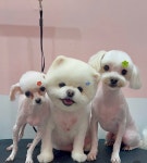 장미 미장원