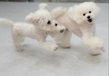 멍찌네하우스