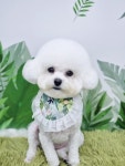 리리푸