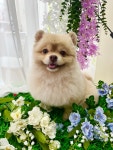 러블리 펫그루밍