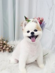 퍼피쌀롱 애견미용실