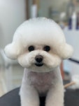 간지나개