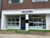 블리독인천부평점 강아지분양 말티푸미니비숑 고양이포메입양