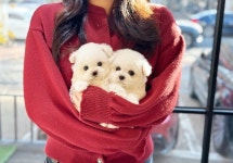 강아지분양 애견입양 아이러브독 대구점