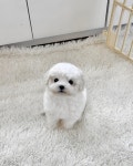 강아지분양 애견분양 퍼피플라워 중랑점