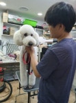 애견팡팡