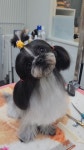 펫러버 그루밍