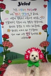 옐레드 애견유치원&애견호텔 하남미사점