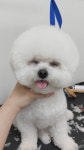 굿데이멍 애견미용실