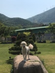 춘자네펫스쿨