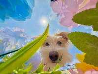 섬댕 애견호텔 & 애견유치원 & 애견미용