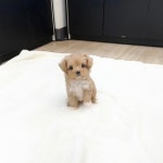 강아지분양 애견분양 퍼피플라워 하남점