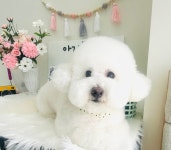 아지묭실