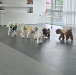 포근 애견유치원