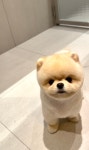 펄세이 도그 그루밍 강남삼성동본점