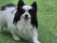 포근 애견유치원