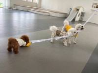 포근 애견유치원