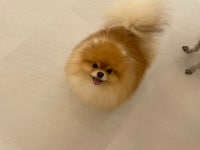 퍼피파파