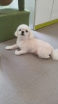 펫스토리