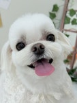 블루맘펫살롱