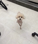 플레이멍 광주애견유치원&애견호텔