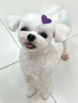뽀숑뽀숑