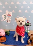 플레이멍 광주애견유치원&애견호텔