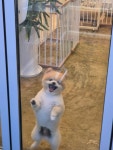 바둑이쌀롱