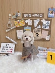 플레이멍 광주애견유치원&애견호텔