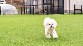 하루멍애견펜션 교동점