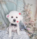 강아지집미용실