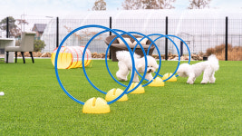 하루멍애견펜션 교동점