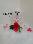 포댕포댕
