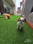 개ST하우스